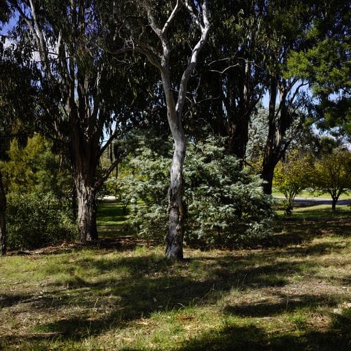 L25087347-BELCONNEN-2025-11-19-053618-13